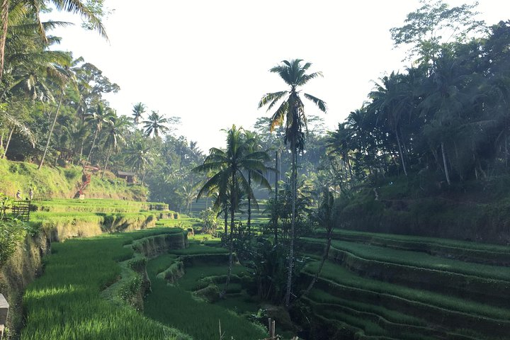 Jungle Swing Ubud Waterfalls And Tanah Lot Temple Tour Harga Promo Juli