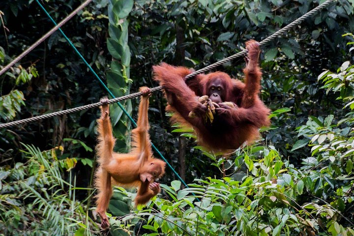 Kuching Semenggoh Wildlife Centre Tour Harga Promo Terbaru 2023