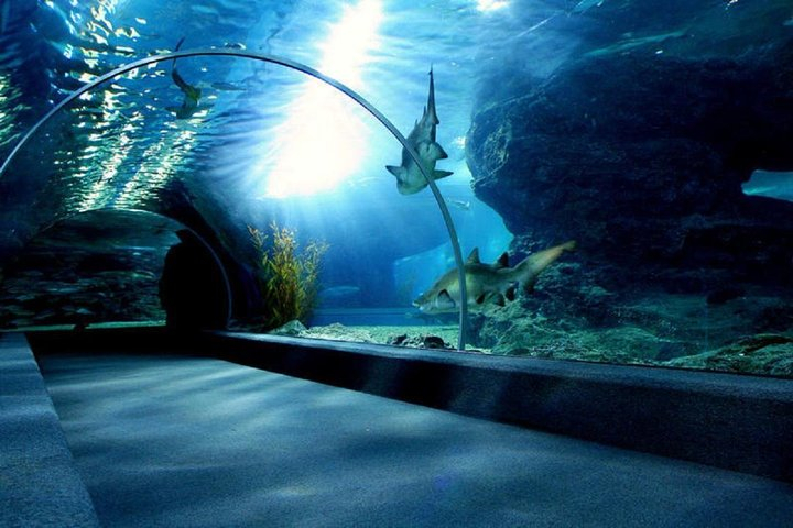 Bangkok Sea Life Aquarium And Madame Tussauds Harga Promo Terbaru