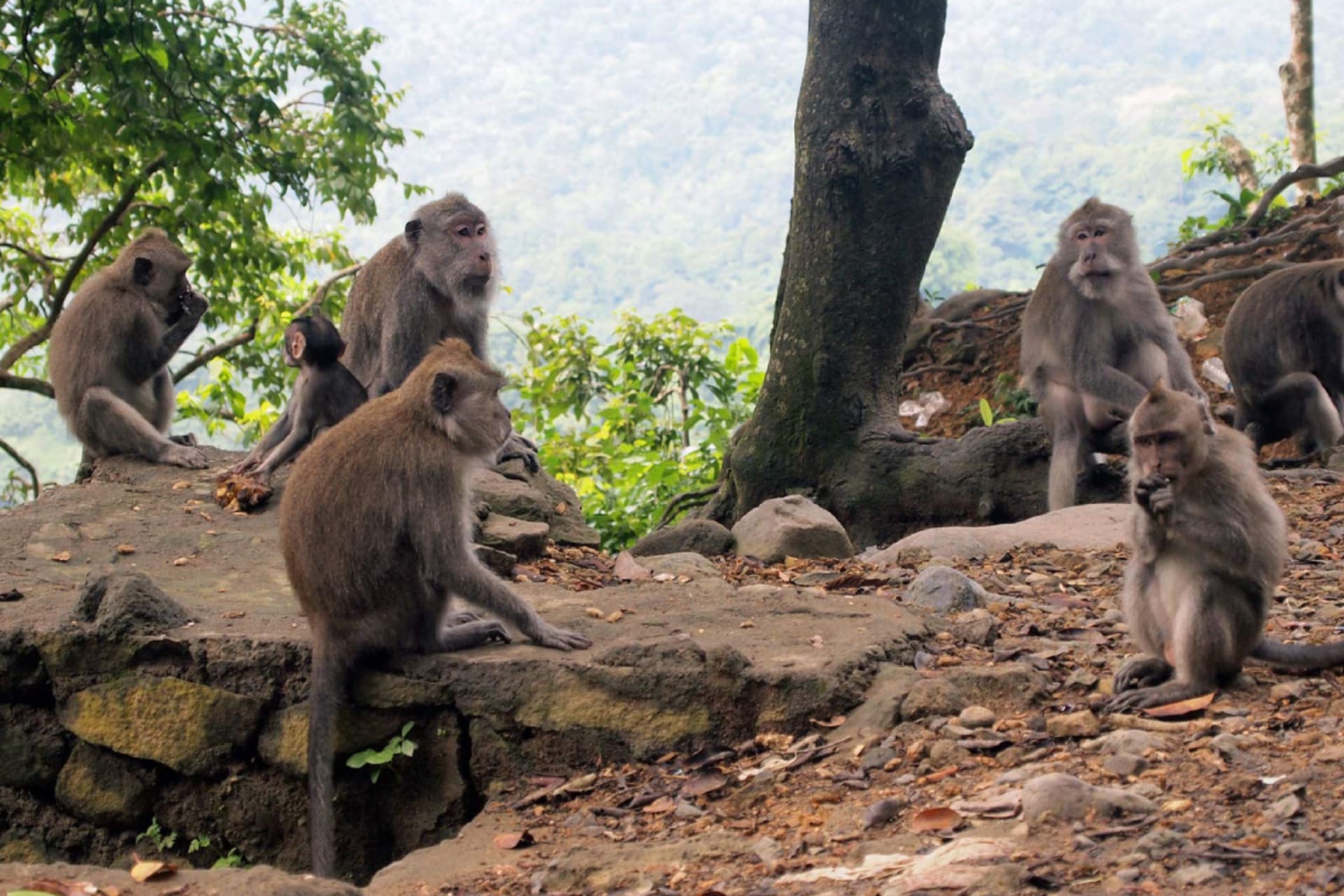 Pusuk Monkey Forest (2).jpg-backdrop