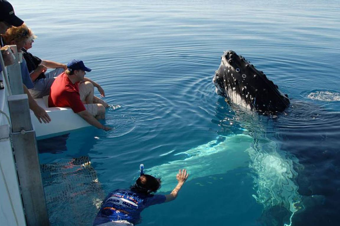 Whale and Dolphin Watching in Mirissa SPgWl5pz-backdrop