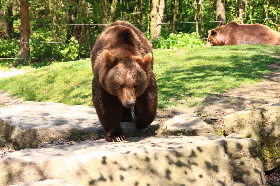 Langkawi Wildlife Park Ticket iBEMIi2x