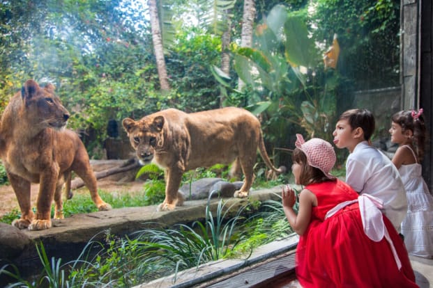 Tiket Bali Zoo Park Harga Promo Akhir Tahun 2022 - tiket.com