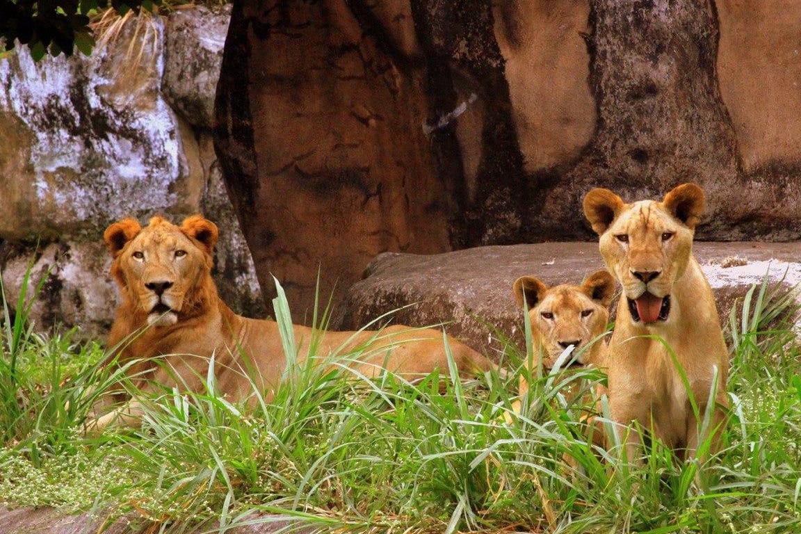 Avilon Zoo Ticket in Rizal gMYMQbHo