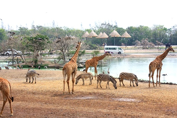 Safari World 