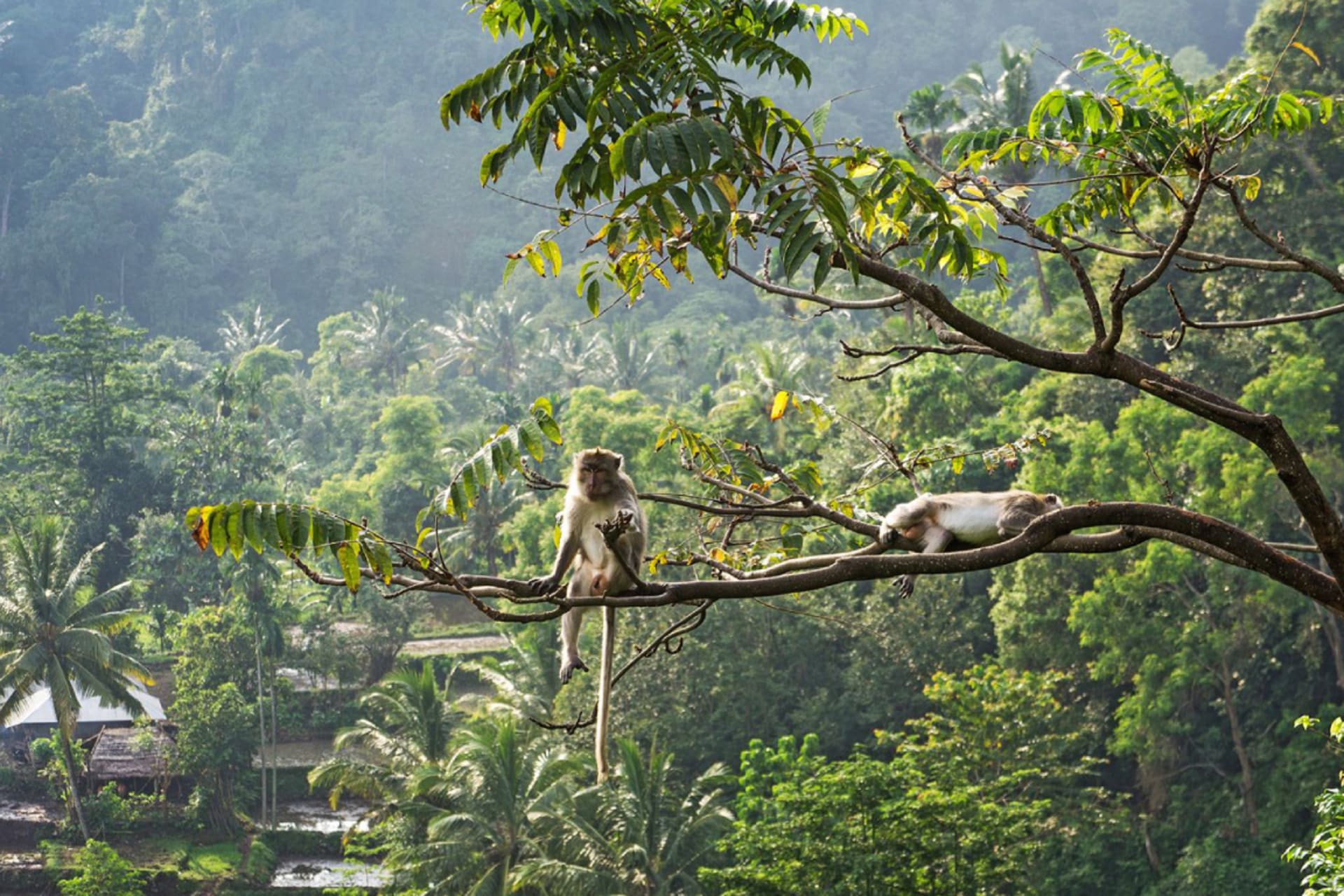 Pusuk Monkey Forest (3).jpg