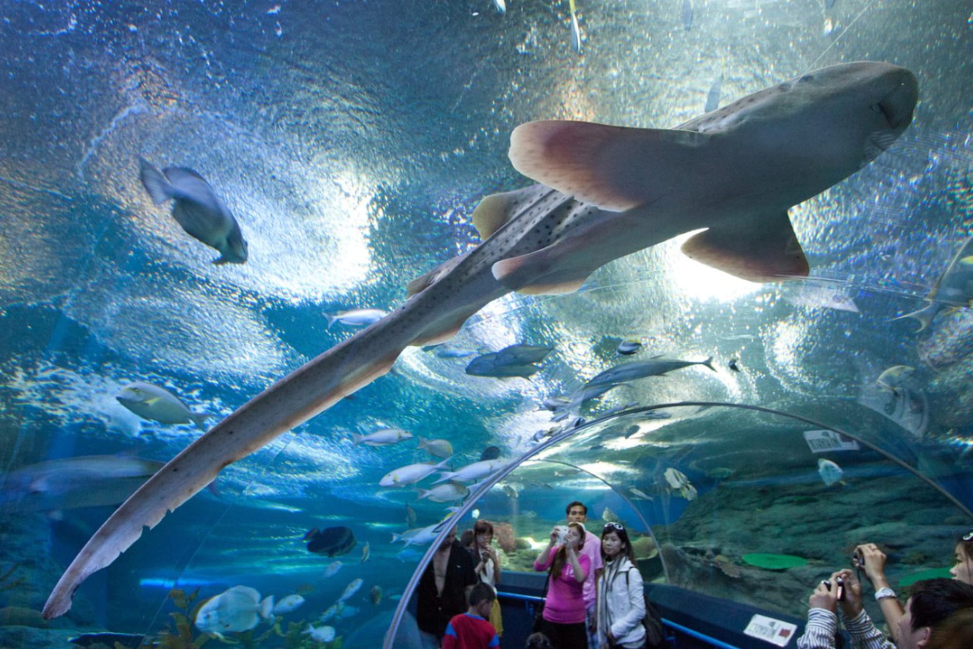 Океанариум закрыли. Океанариум Тайланд. Океанариум Underwater World Pattaya. Океанариум в Тайланде Пхукет. Океанариум Думан в Астане.