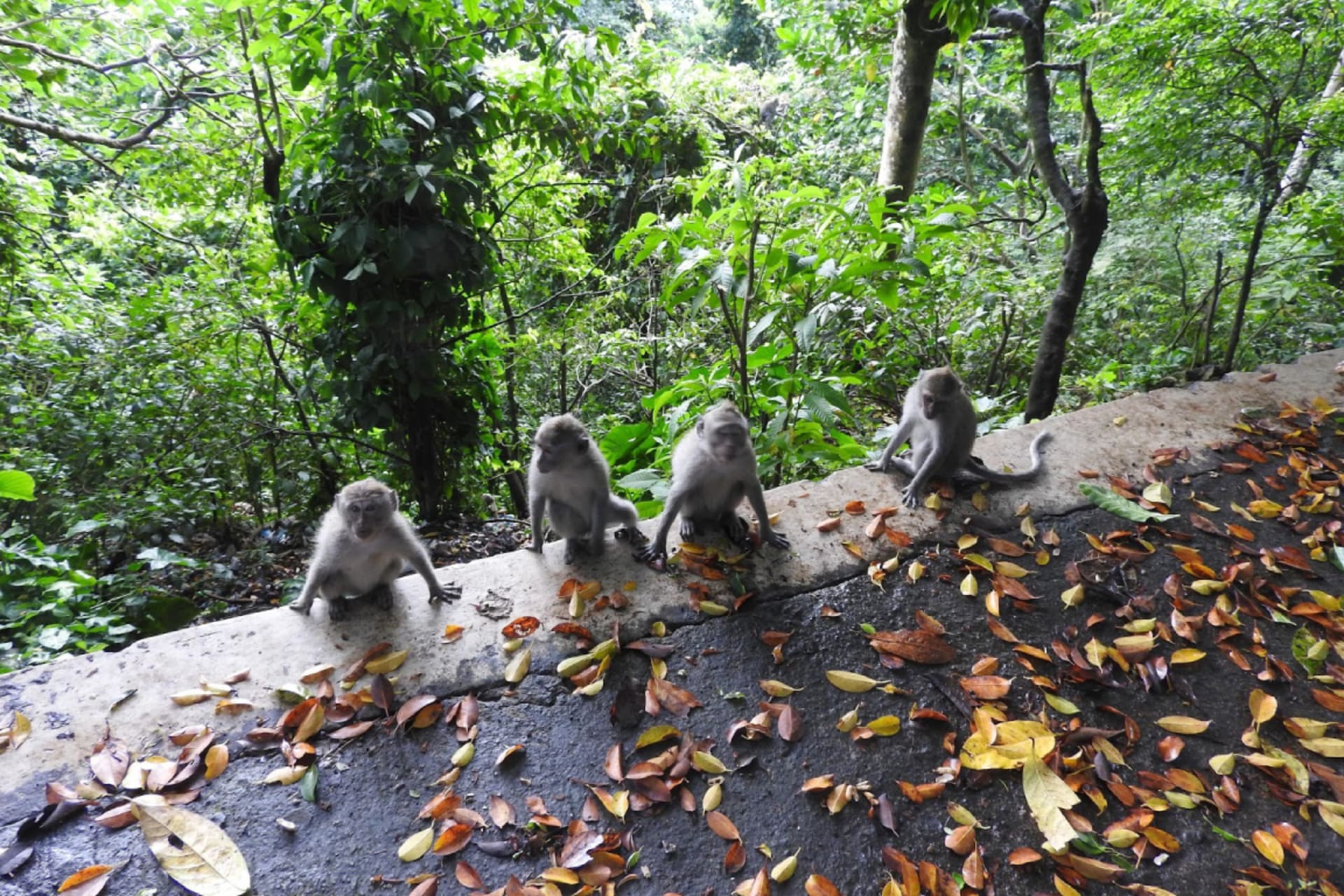 Pusuk Monkey Forest (1).jpg
