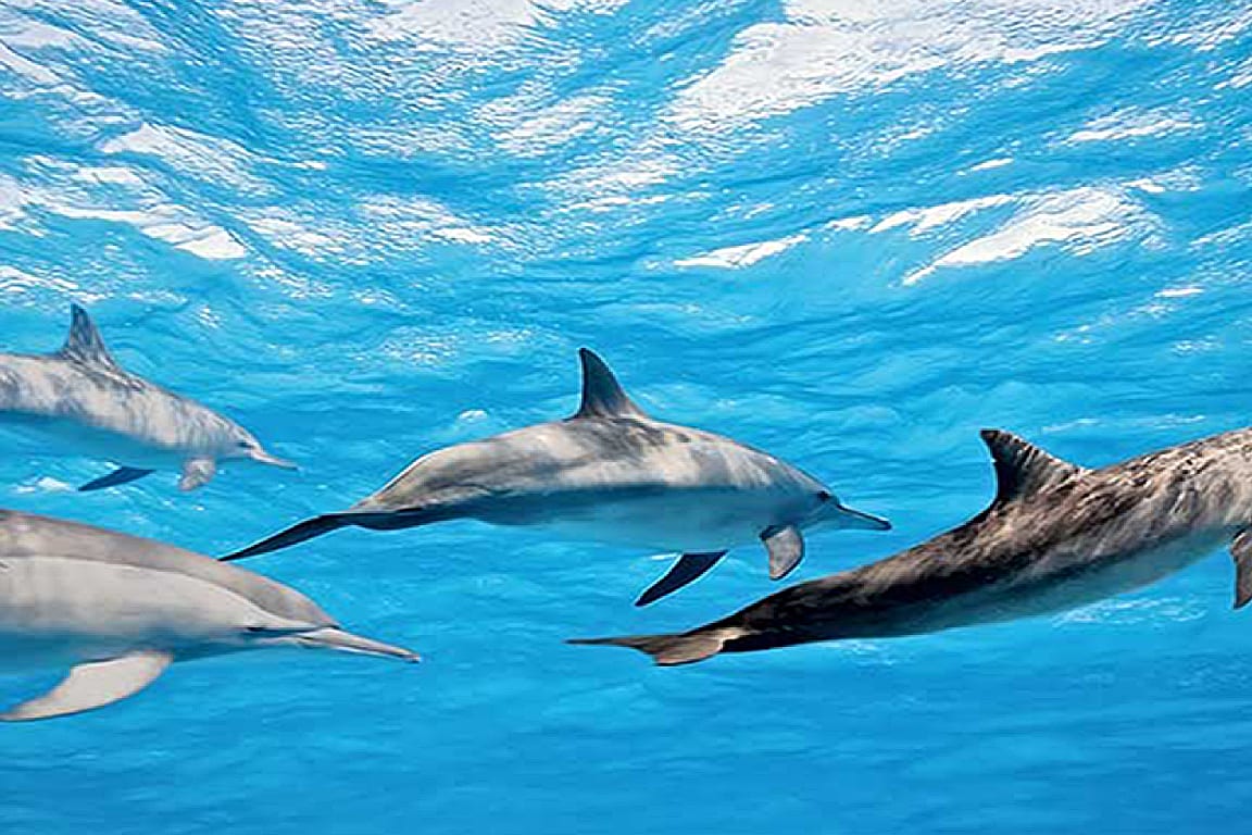 Whale and Dolphin Watching in Mirissa fkAhb1DQ