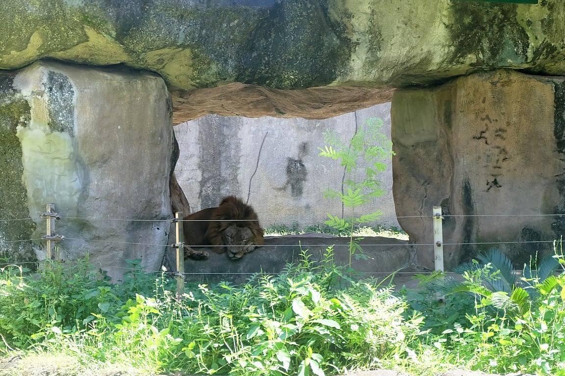 Avilon Zoo Ticket in Rizal L2OvI60d