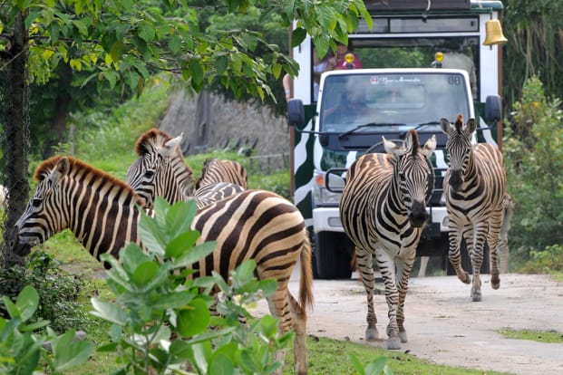 Tiket Bali Safari Park Harga Promo - Tiket.com