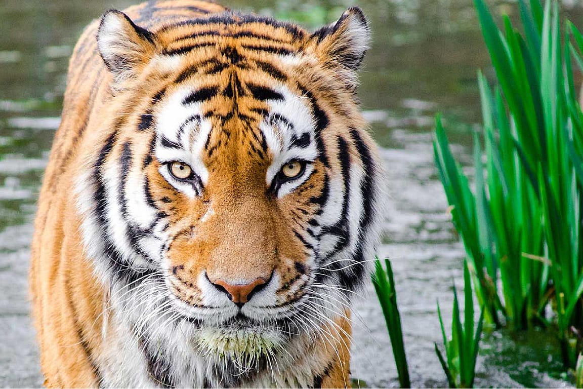 Zoobic Safari Promo Ticket 2023