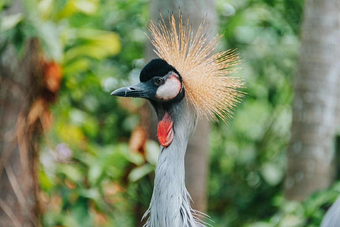 Langkawi Wildlife Park Ticket tB6WYc5j-backdrop