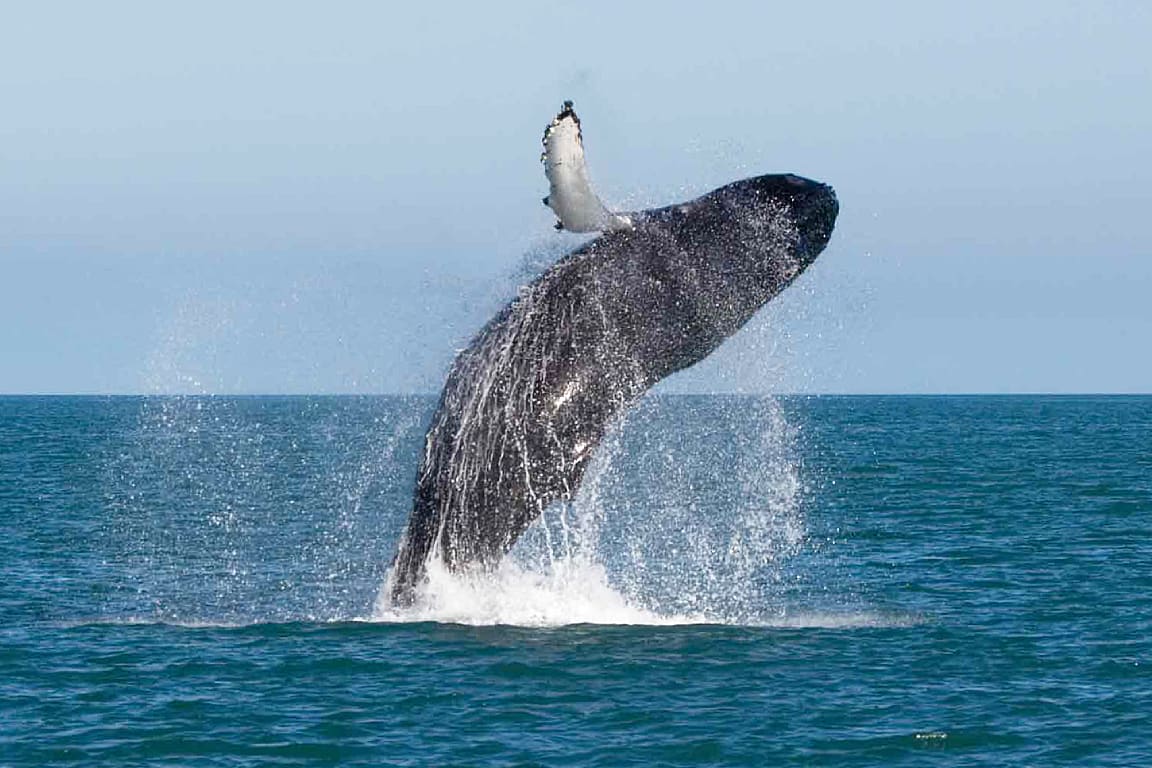 Whale and Dolphin Watching in Mirissa Waa07KEA