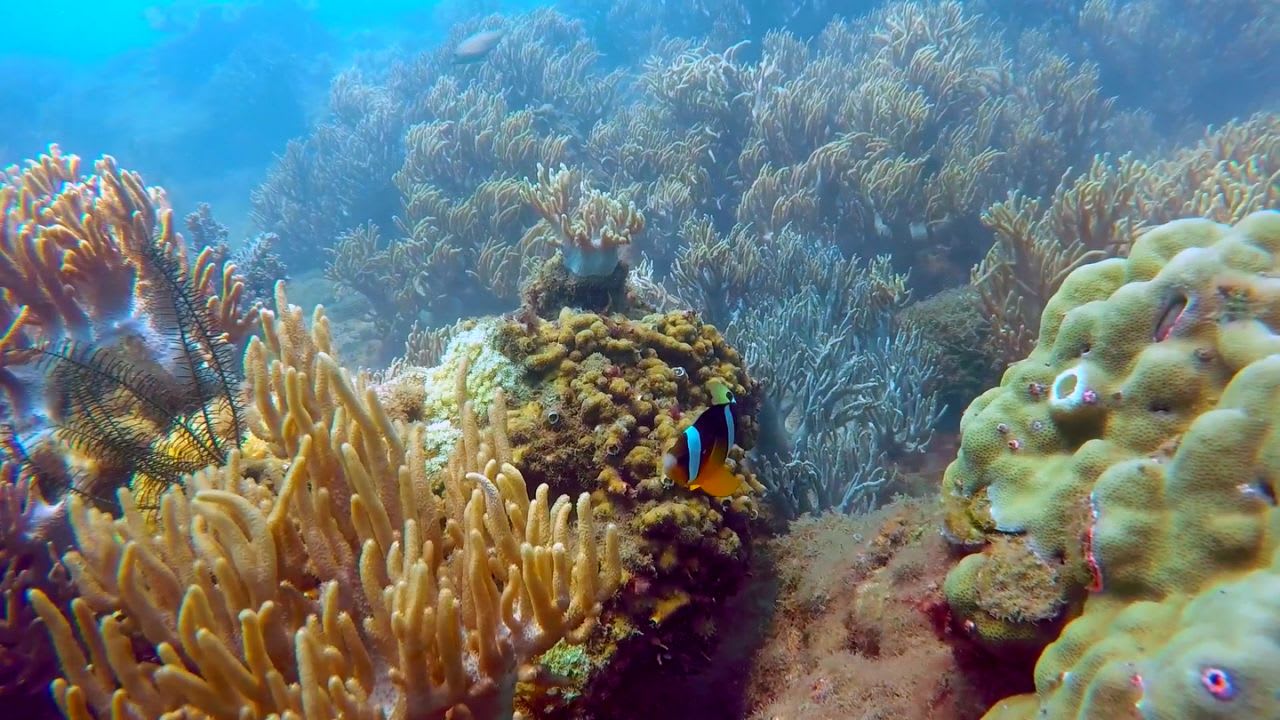 Cham Islands Underwater Walking and Snorkelling Half-Day Tour from Da Nang Zpgjh8nn