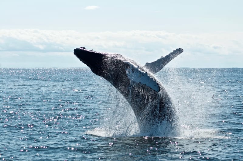 Captain Cook Cruises - Whale Watching Cruise