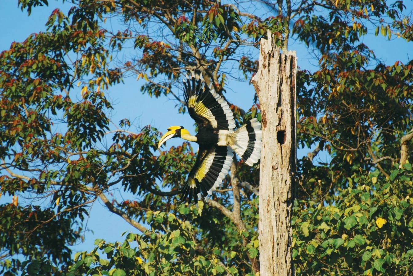 Langkawi Birdwatching Experience with Round Trip Transfer E4Zx1zWU