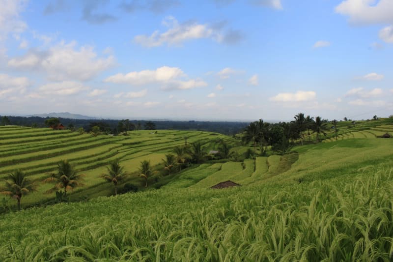 Ulun Danu Beratan, Jatiluwih Rice Terraces, and Tanah Lot Day Trip