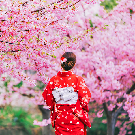 Cherry Blossom