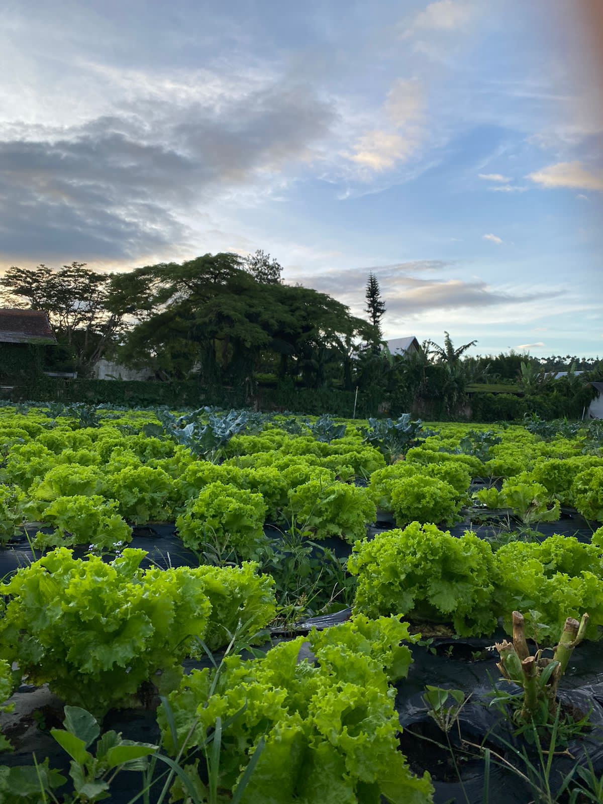 userImage-4