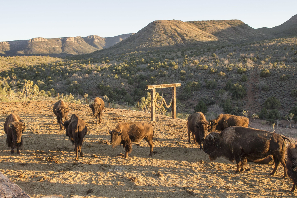 Grand Canyon Western Ranch, Mohave