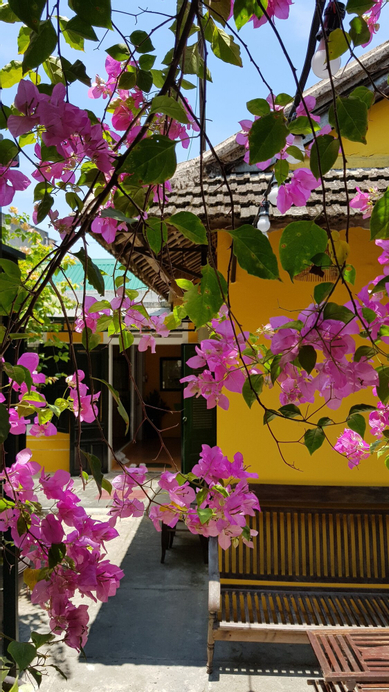 Lotus House, Huế