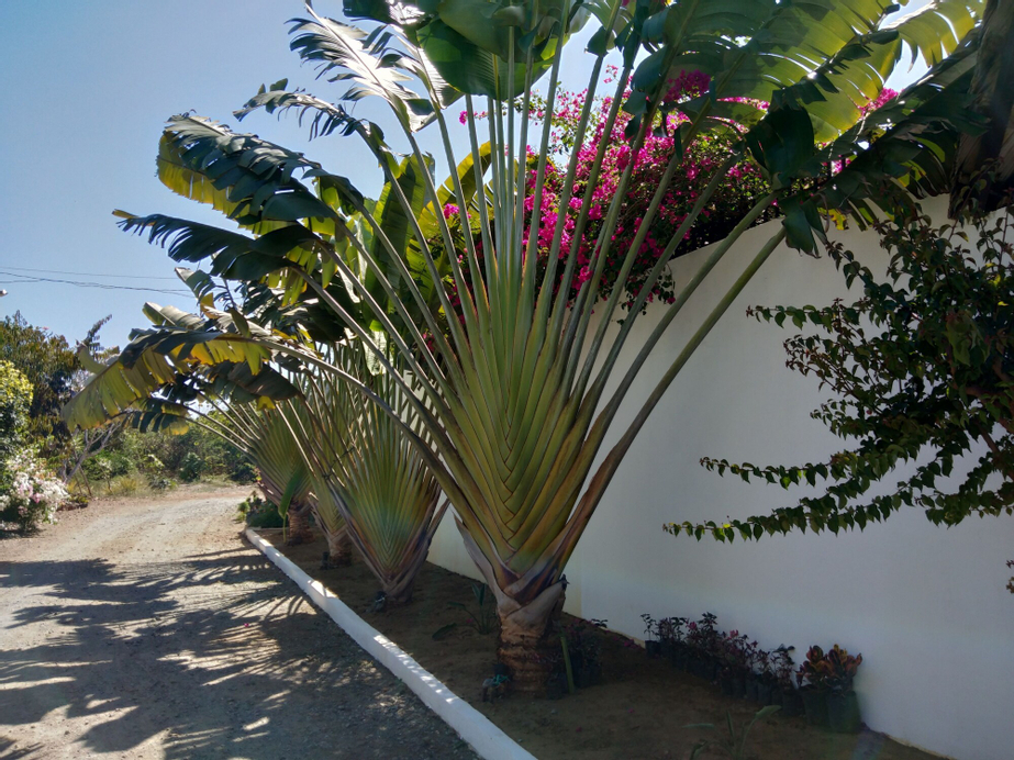 Villa Kalachuchi B&B, Puerto Princesa City