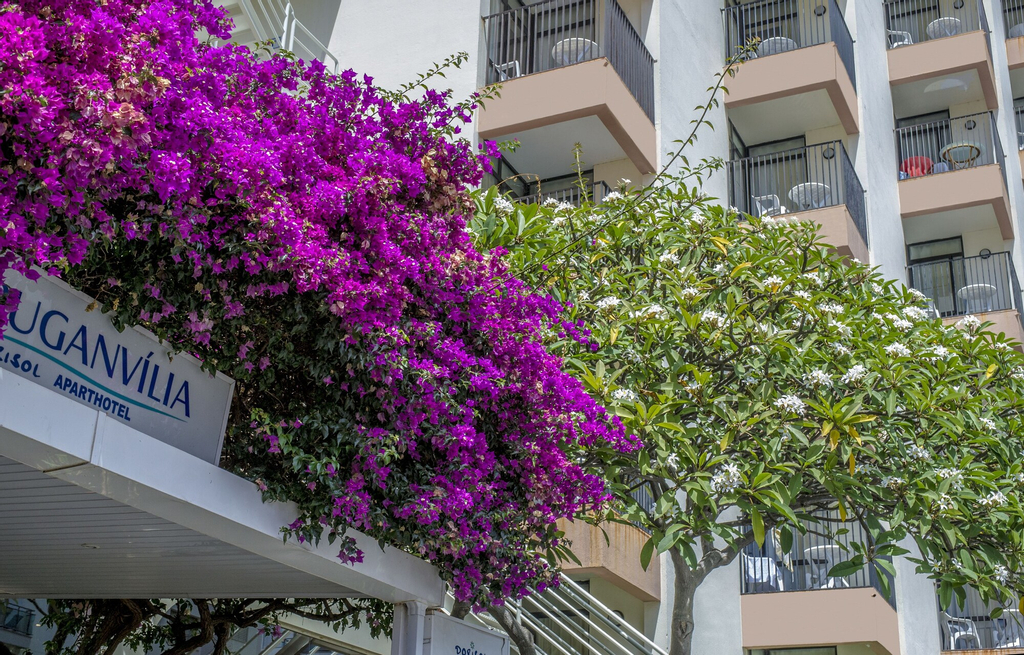 Dorisol Buganvilia Hotel, Funchal