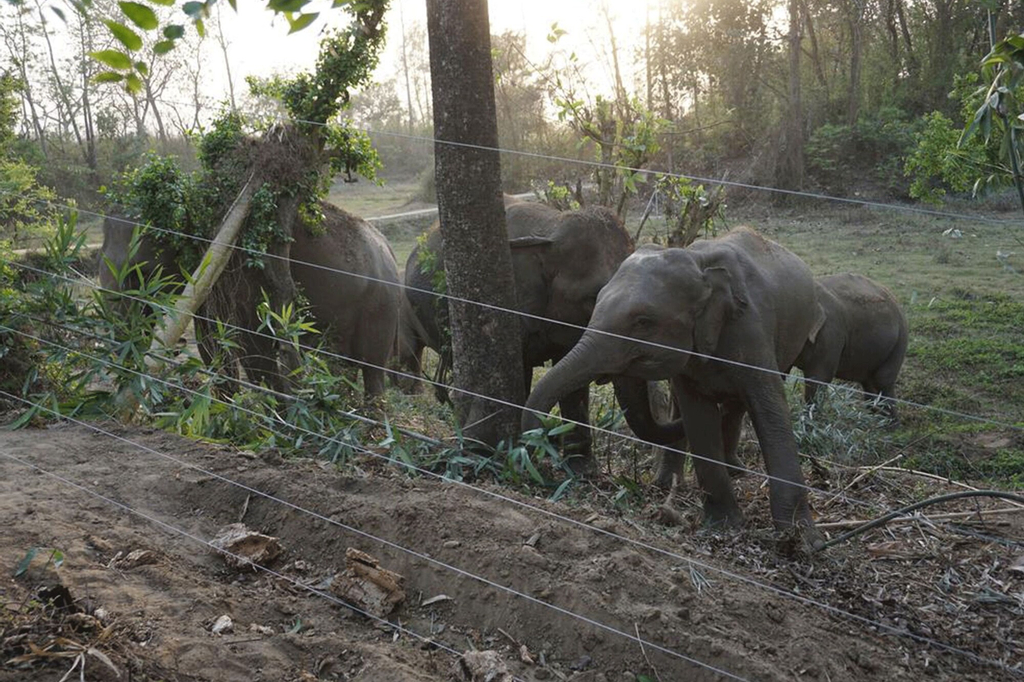 Tigertops Elephant Camp, Lumbini