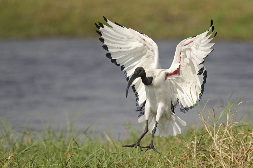 The Old House, Chobe