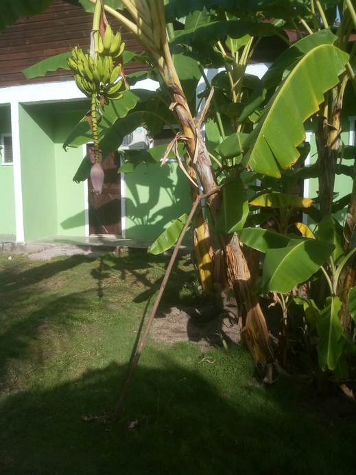 G's Place, Roatán