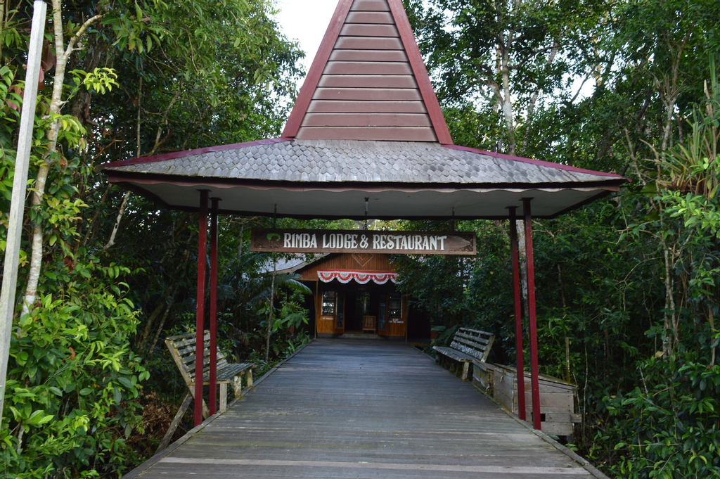 Rimba Orangutan Eco Lodge, Kotawaringin Barat