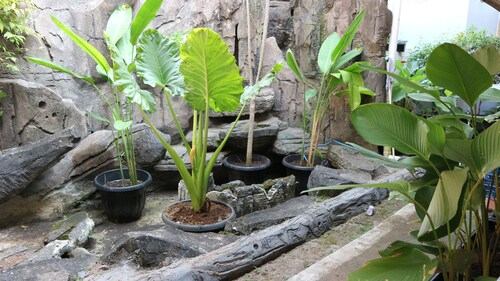 larisa homestay, Sleman