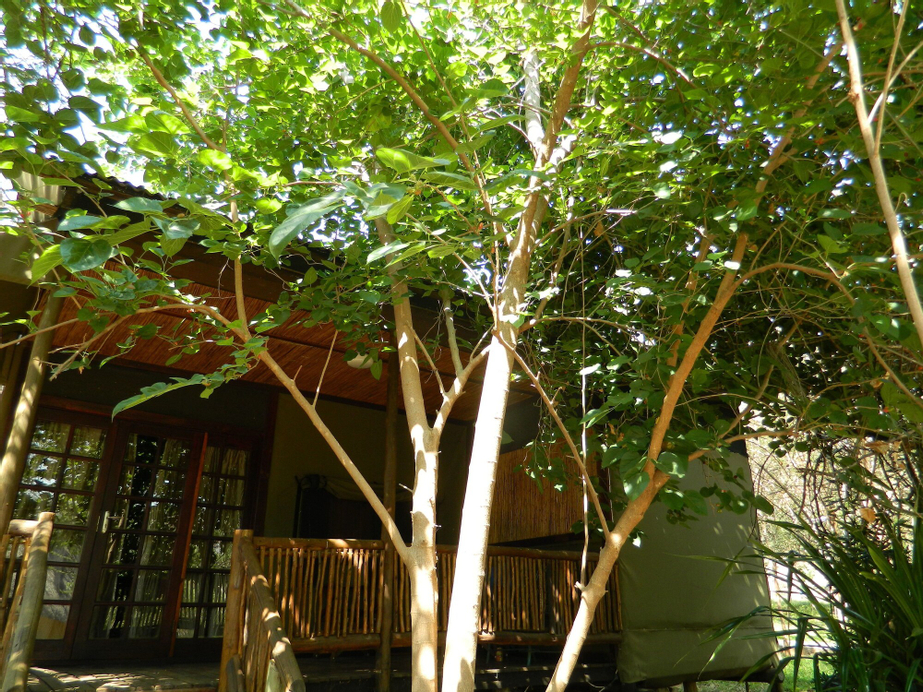 Kwalape Safari Lodge, Chobe