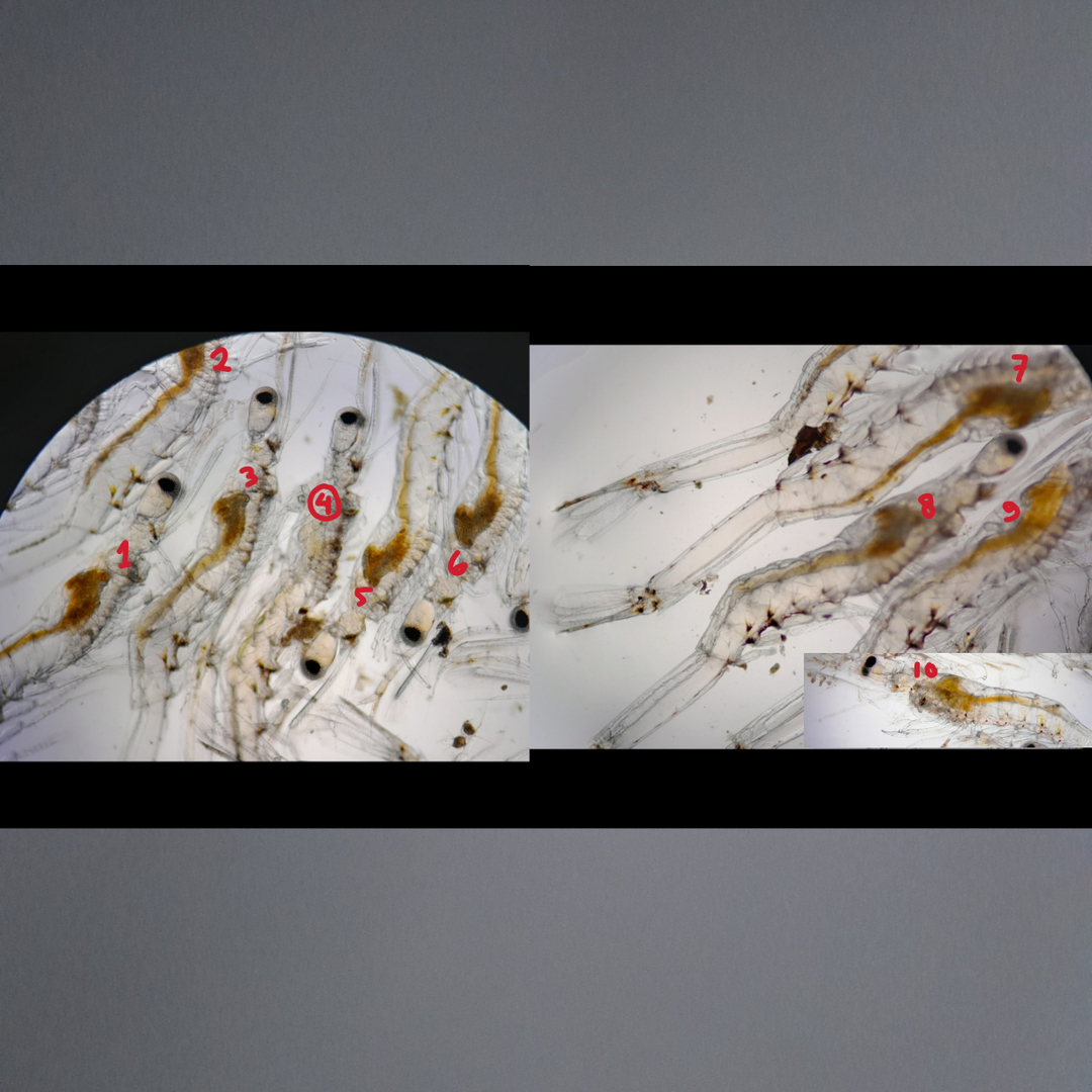userImage-11