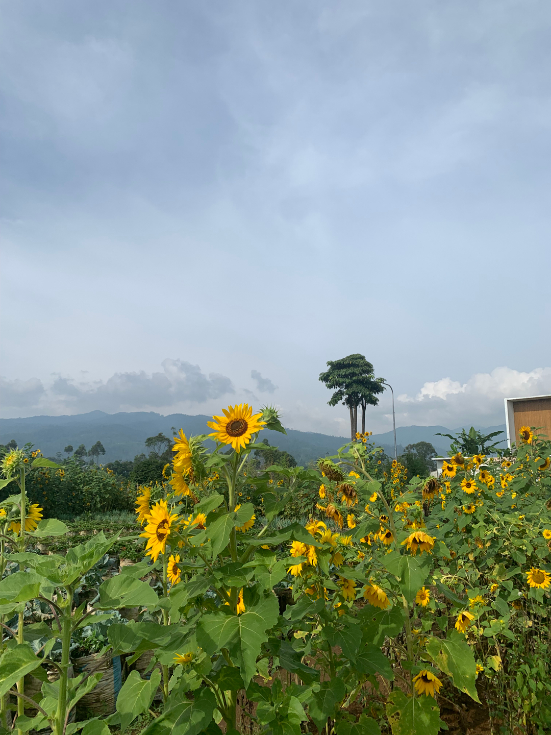 userImage-8