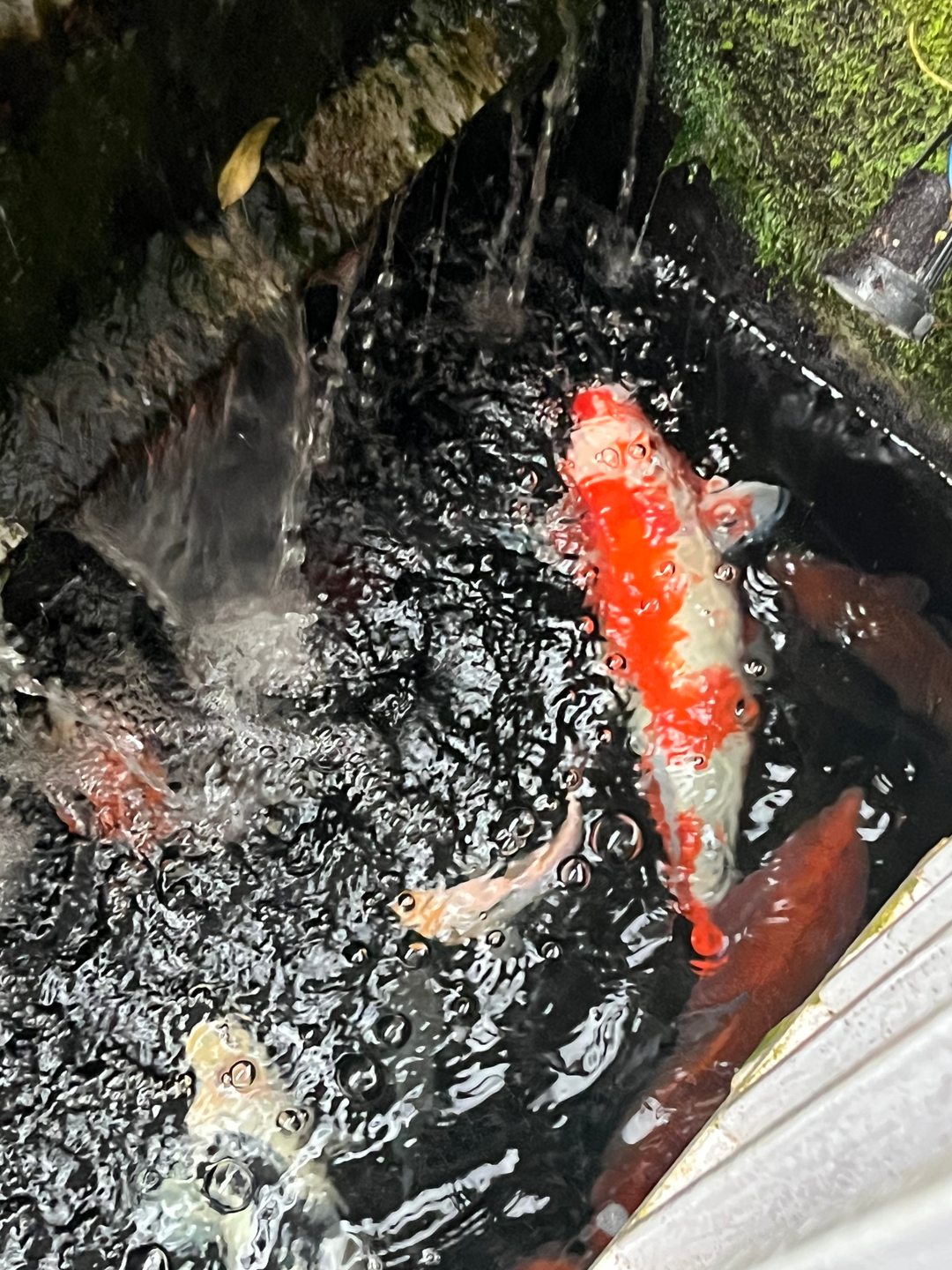 userImage-1