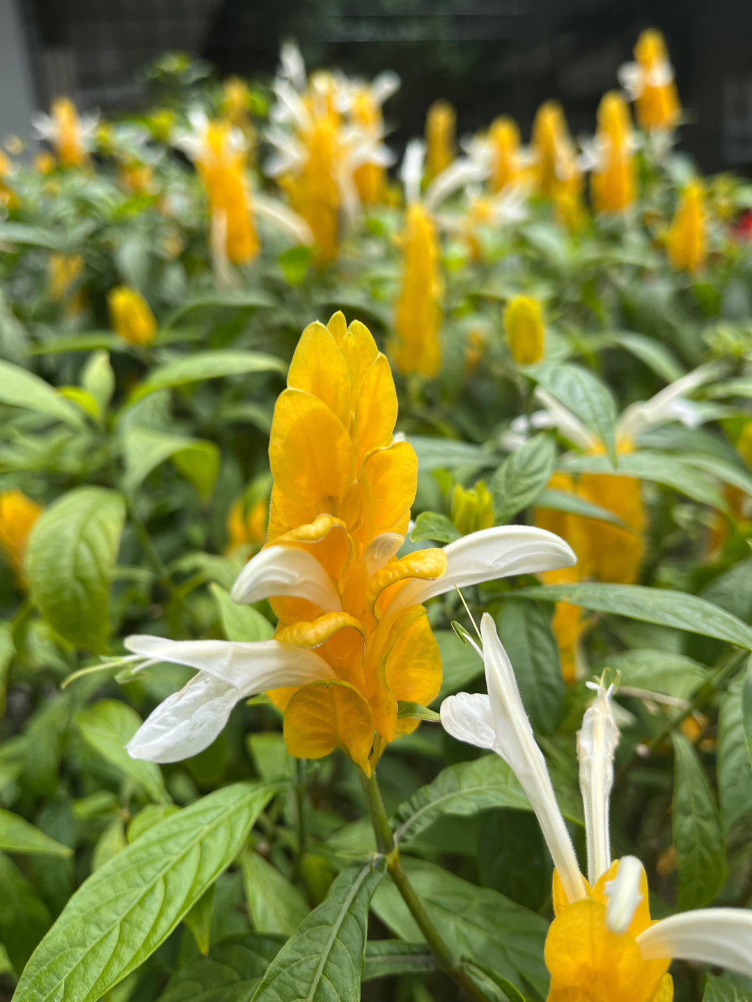 userImage-9