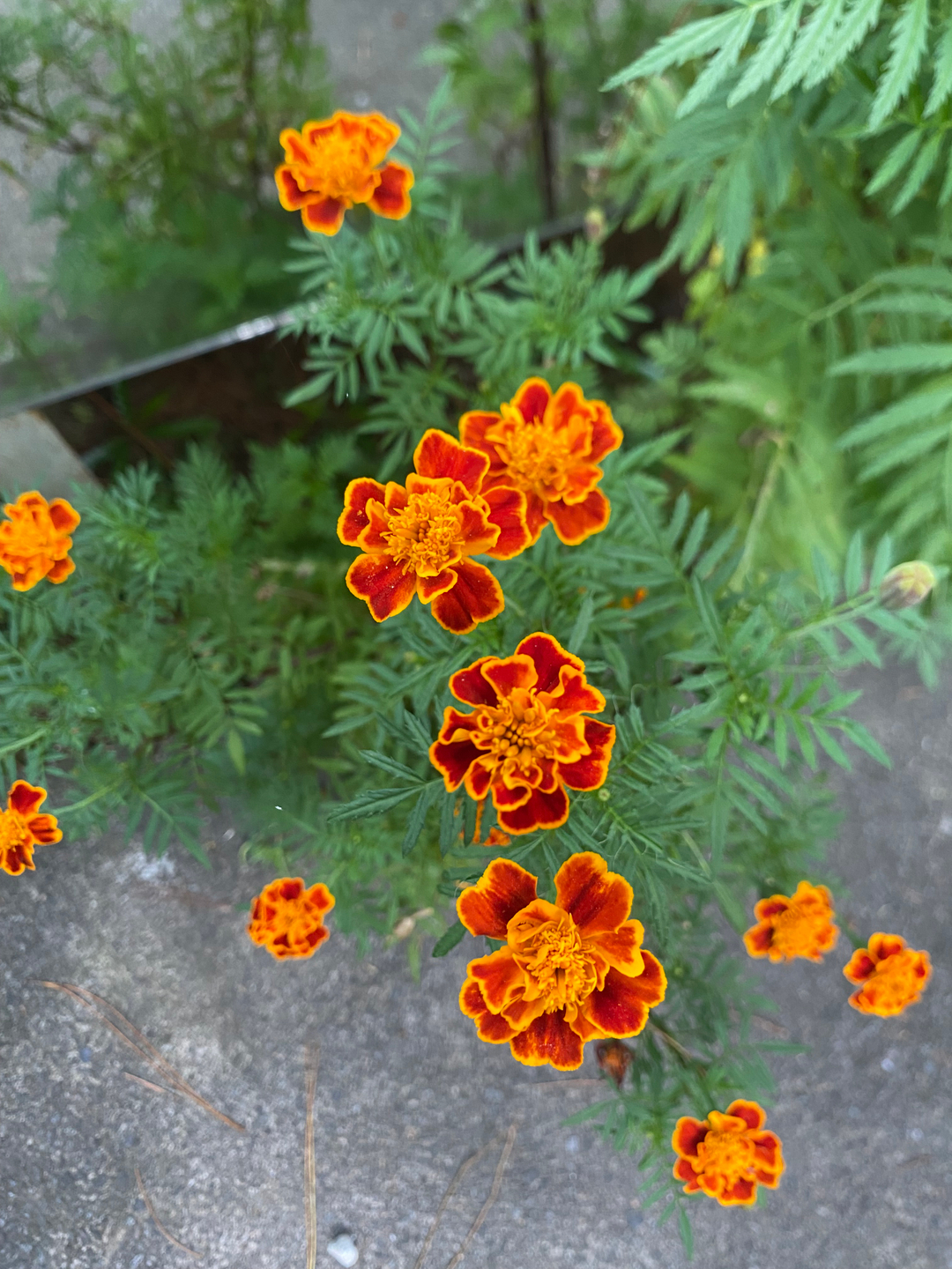 userImage-7