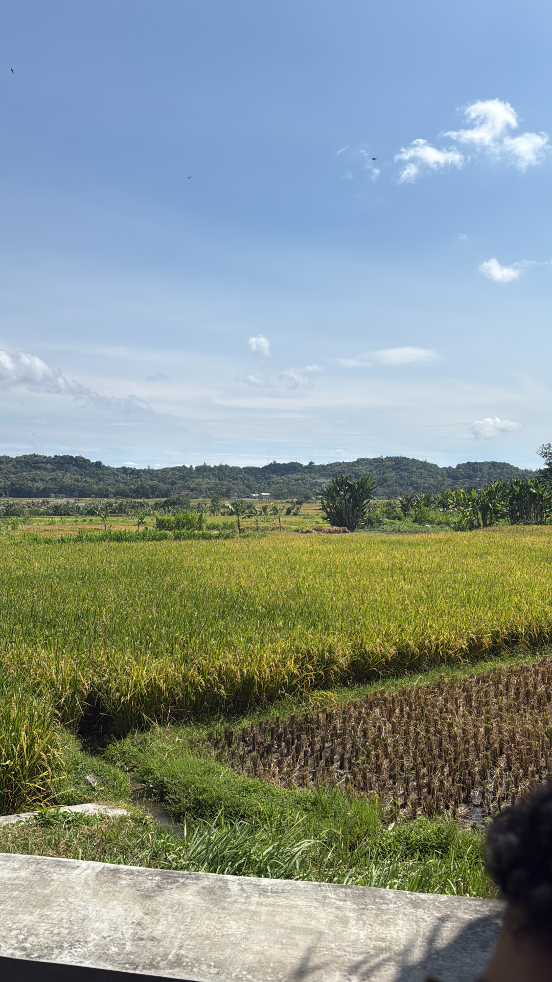 userImage-1
