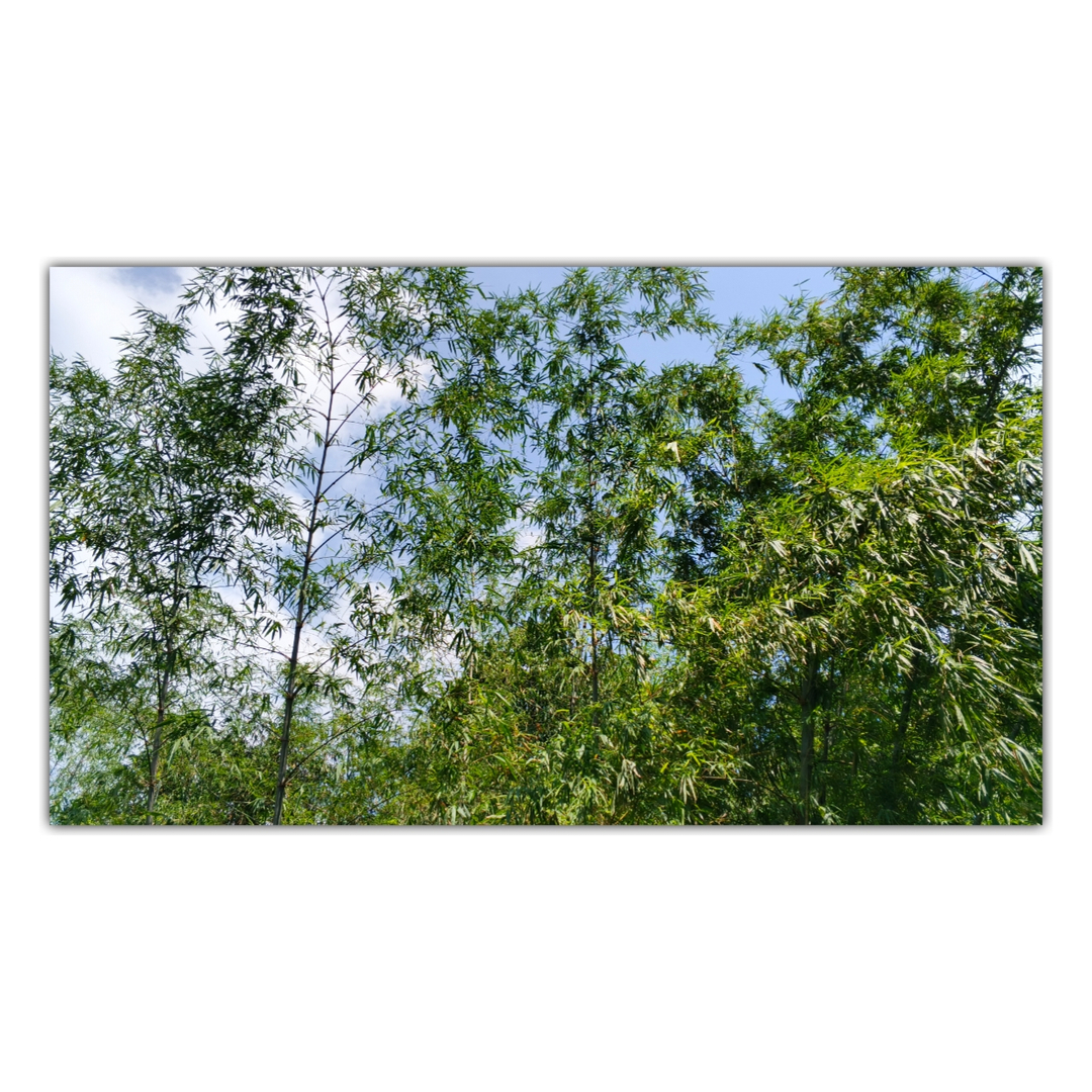 userImage-13