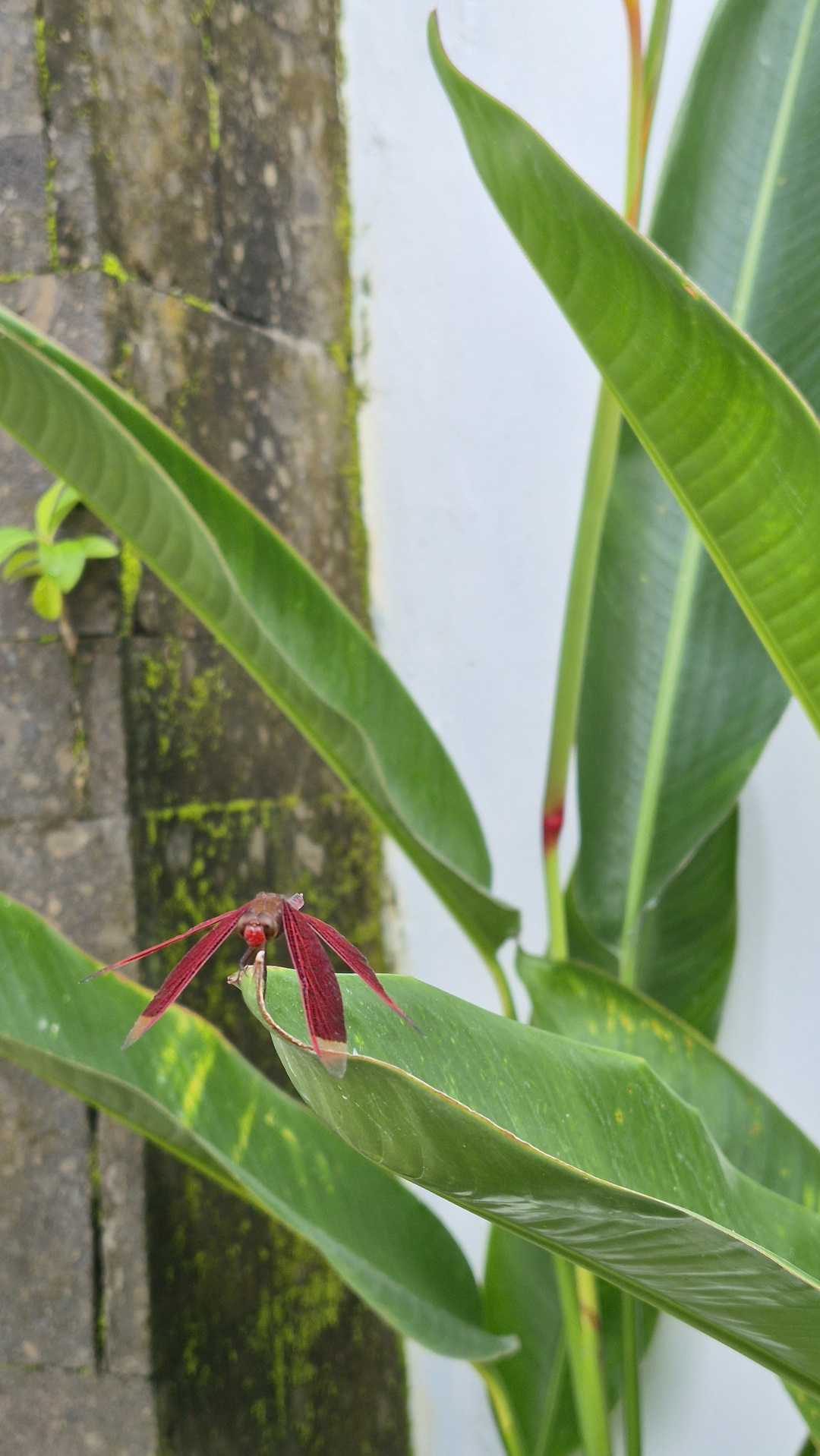 userImage-1