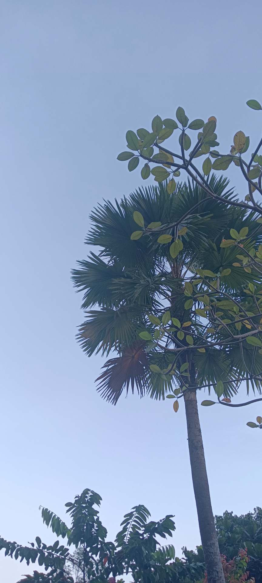 userImage-0