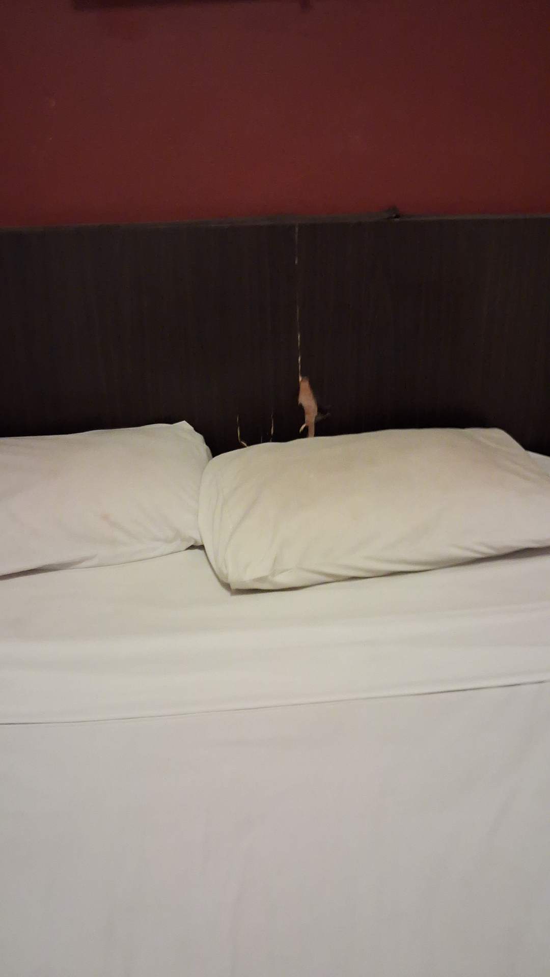 userImage-4