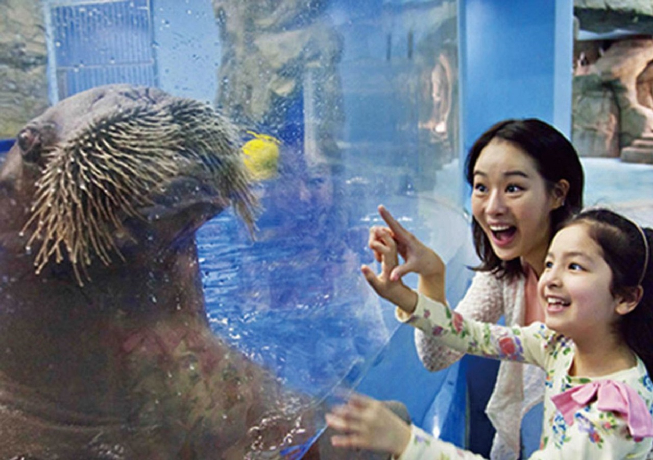 Aqua Planet Jeju Aquarium 27wYzyzJ