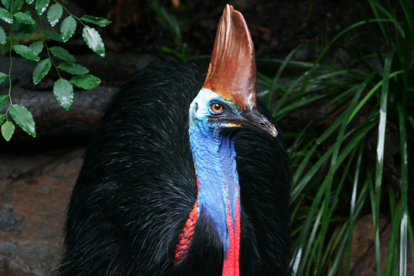 Cape Tribulation and Daintree Wilderness Full-Day Tour from Cairns Aps7CguJ
