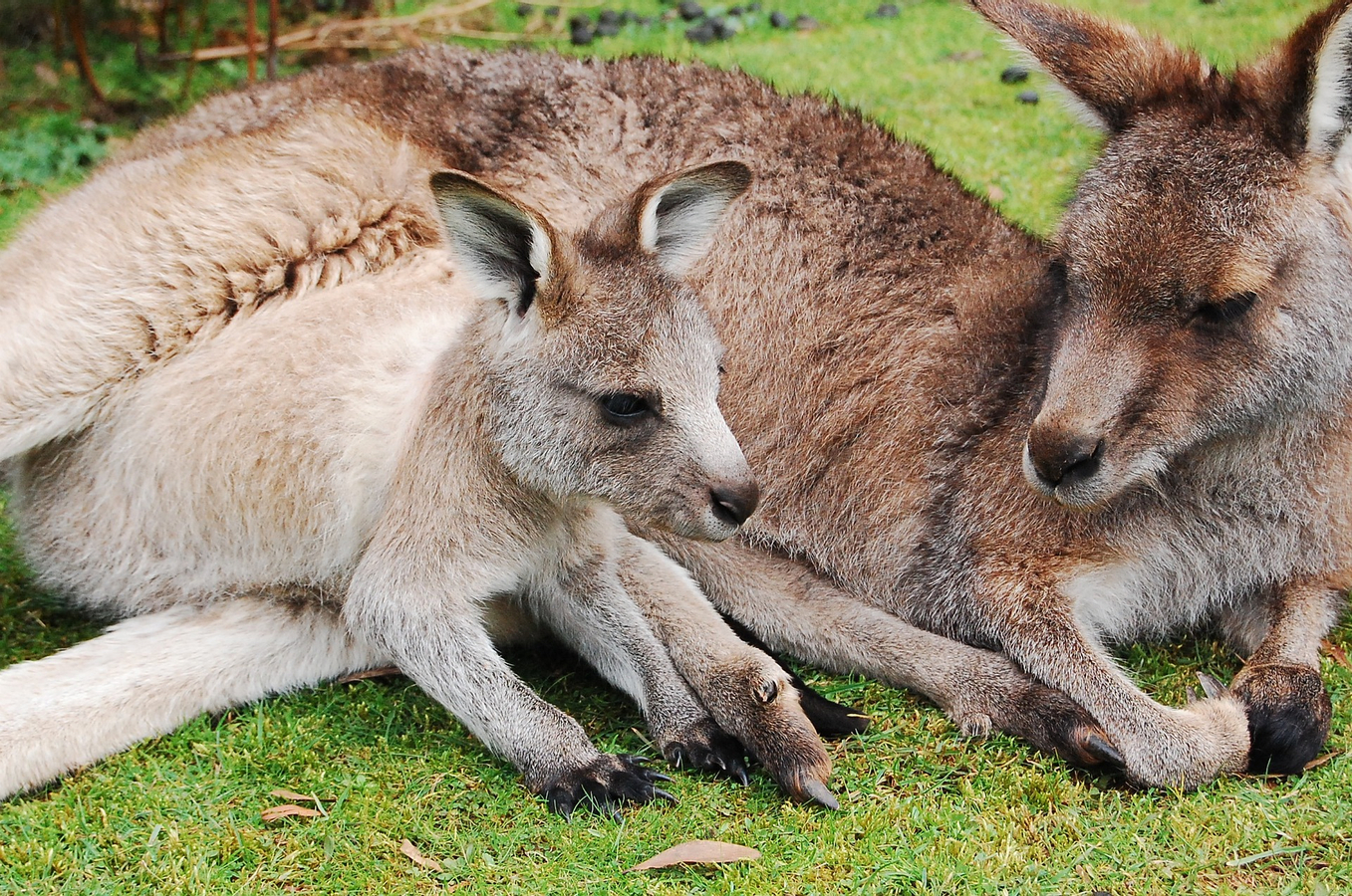 Sydney Attractions Pass bl4fwAWJ