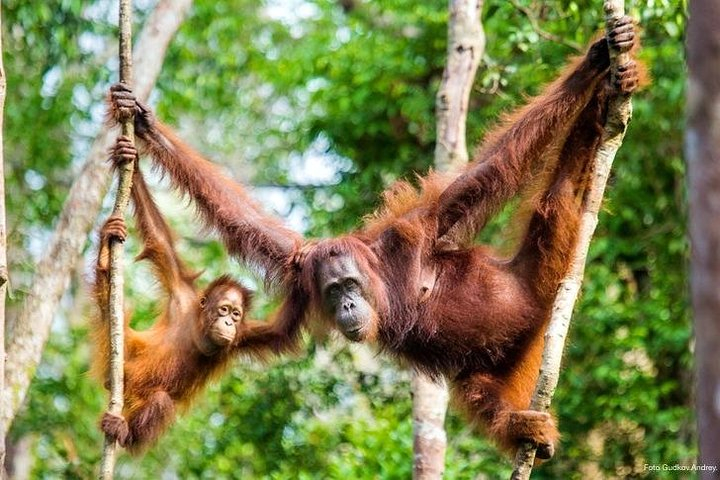 Semenggoh Wildlife Centre (Afternoon Feeding) Harga Promo Terbaru 2023