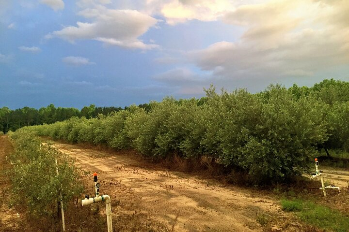 The Olive Grove Tour jLjoJGtK-backdrop