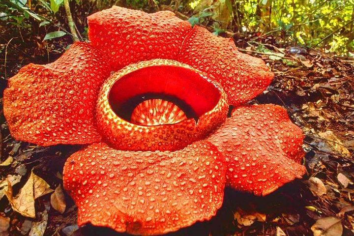 Tambunan Rafflesia Rainforest Reserve Tour from Kota Kinabalu Harga ...